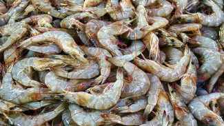 Cara Efektif Mengolah Udang agar Tidak Bau Amis, Lebih Segar, dan Nikmat saat Dimasak