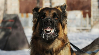 Dagingnya Aman Dikonsumsi, Ini Bahaya Mengolah Daging Anjing Mentah yang Terinfeksi Rabies