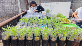 Nagekeo Dorong Pertanian Modern Lewat Budidaya Sayuran Hidroponik