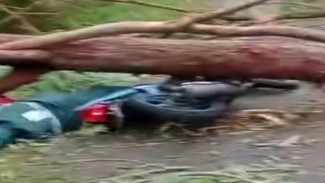 Penyuluh KB Manggarai Tewas Tertimpa Pohon Tumbang di Jalur Borong–Ruteng