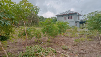 Terminal Rp3,6 Miliar di Manggarai Timur Mangkrak, Pemilik Lahan Kuasai Kembali Jadi Kebun Singkong