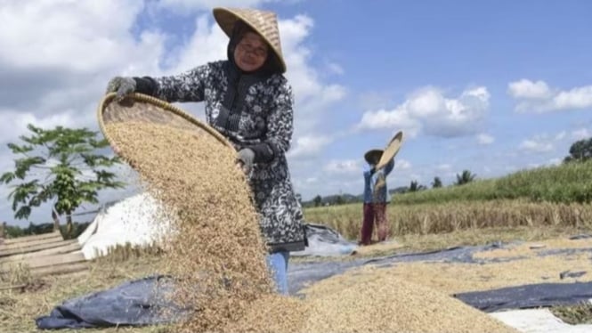 Petani membersihkan gabah