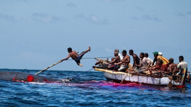 Tradisi menangkap ikan paus di Lamalera