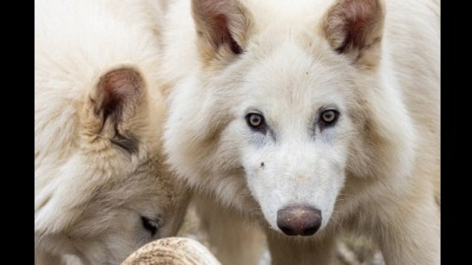 Dire Wolf ( Aenicyon Dirus)