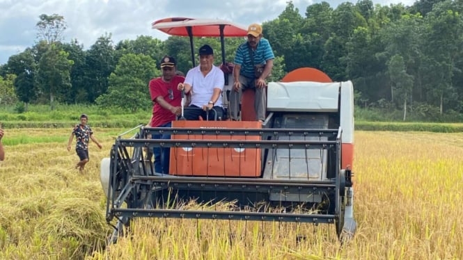 Wakil Bupati Sumba Tengah, M. Umbu Djoka saat panen padi menggunakan mesin Combine Harvester di Desa Malinjak, Sabtu, 19 April 2025.
