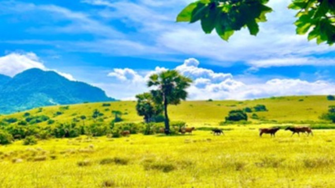 Surga Tersembunyi di Manggarai Timur, Flores, NTT