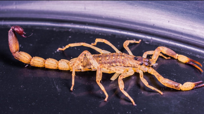 Menguak Rahasia Scorpio
