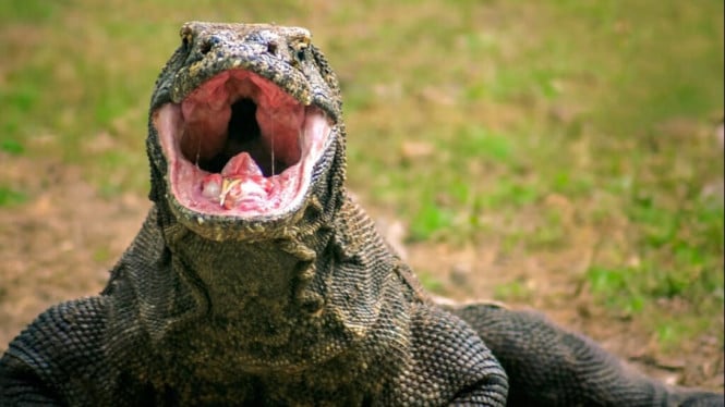 Seekor Komodo di Pulau Komodo