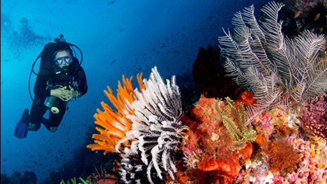Terumbu karang indah di dive site Taman Nasional Komodo