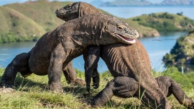 Dua Komodo sedang bertarung.