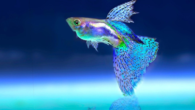Ikan hias.