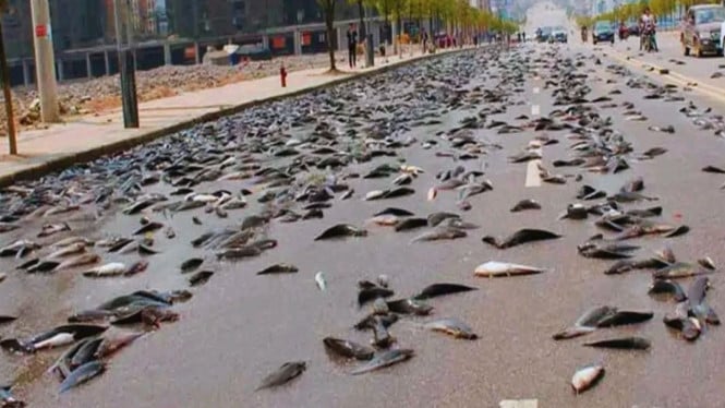 Hujan Ikan di Yoro, Honduras.