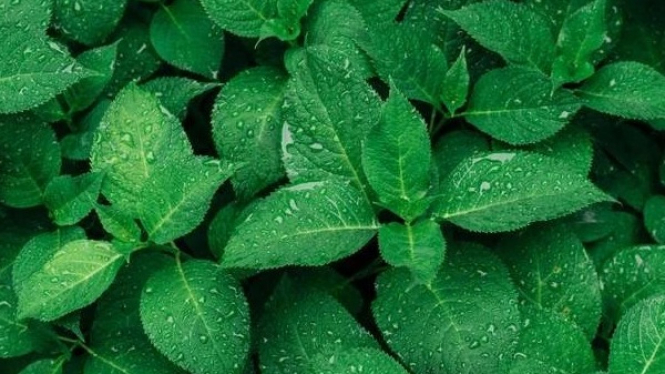 Daun nilam.