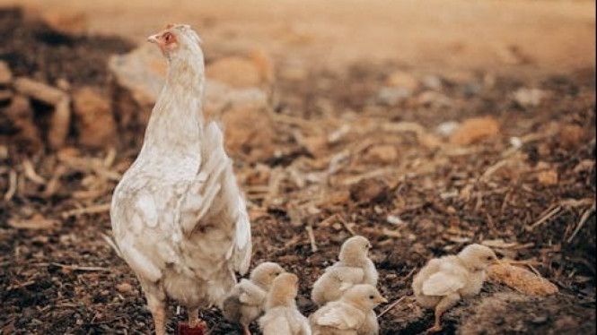 Ayam kampung bersama anaknya