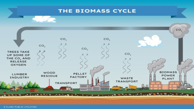Ilustrasi biomassa