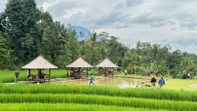 Wisata sawah unik Bali, bisa naik helikopter ke Jatiluwih.