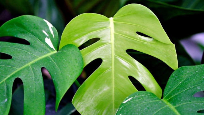 Monstera