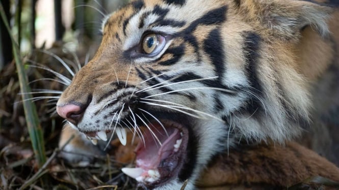 Harimau Sumatra hasil jepretan Andri Mardiansyah.