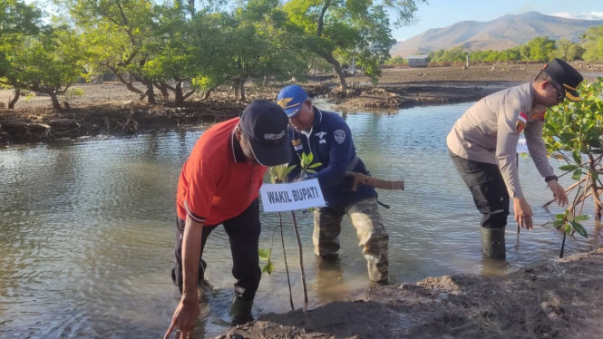 Penanaman Mangrove di Pantai Nangadhero, Rabu, 30 Juli 2025.