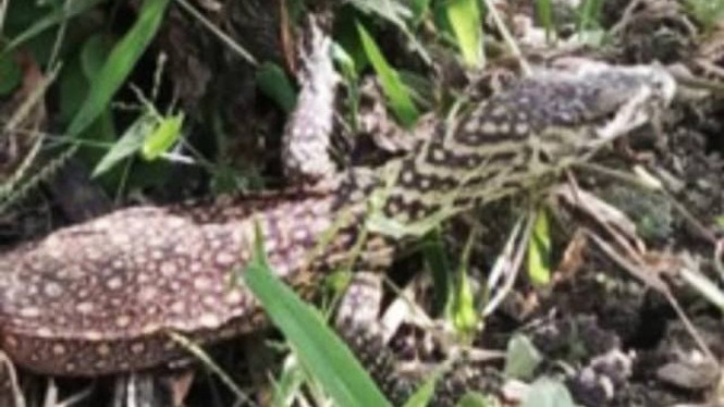 Bayi komodo nyasar ke pemukiman di Sambi Rampas Manggarai Timur