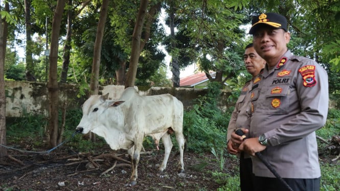 Kapolres Sumba Timur serahkan 1 ekor sapi kepada panitia Idul Adha