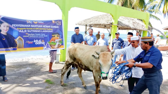 Penyerahan sapi kurban dari keluarga besar Partai NasDem kepada umat muslim di Kampung Tonggo, Kecamatan Nangaroro, Kabupaten Nagekeo, NTT