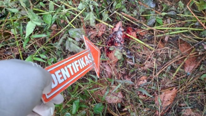 TKP petani di Sikka tewas diserang babi hutan saat berburu sendirian