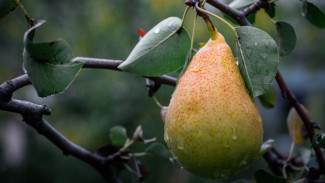 7 Manfaat Buah Pir Untuk Kesehatan, Mencegah Kanker Hingga Jerawat