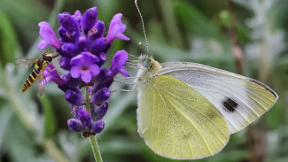 Daur Hidup Kupu-Kupu, Sungguh Indah Proses Makhluk Ciptaan Tuhan