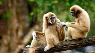 Melihat Proyek Rehabilitasi Gibbon, Konservasi Satwa Liar di Phuket