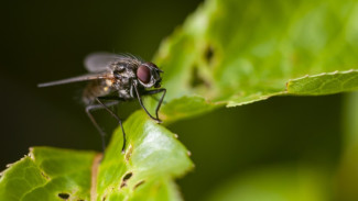 4 Bahan Ajaib! Usir Lalat di Rumah dan Dapur dengan Ramuan Murah Ini