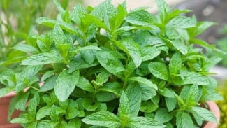 3 Jenis Herbal yang Harus Dikonsumsi Setiap Hari, Membantu Kamu Hidup Lebih Sehat