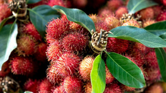 Ternyata Ini Manfaat Konsumsi Rambutan bagi Kesehatan Tubuh