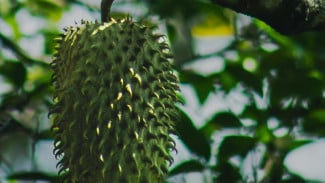 Ternyata Begini Fakta Nutrisi dan Kandungan yang Ada di dalam Sirsak