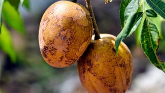 Seperti Ini Fakta Nutrisi dan Kandungan yang Ada di dalam Sawo