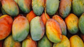 Seperti Ini Fakta Nutrisi dan Kandungan yang Ada di dalam Mangga