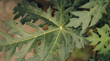 img_title