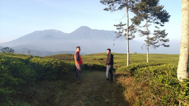 Kebun Teh di Smart Camp Gunung Luhur