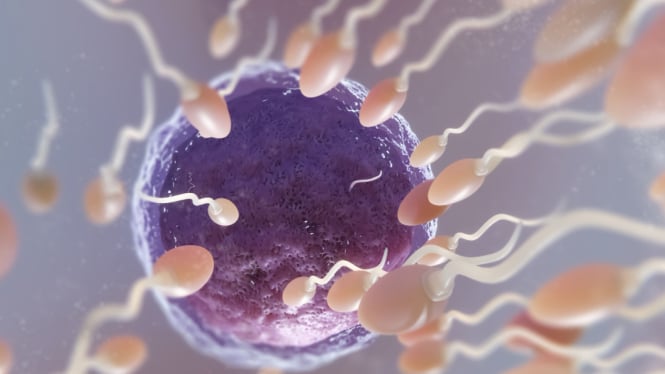 Makanan Untuk Meningkatkan Kekuatan Sperma Bagi Pria