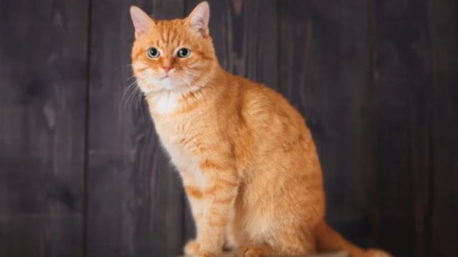 Kucing Oranye