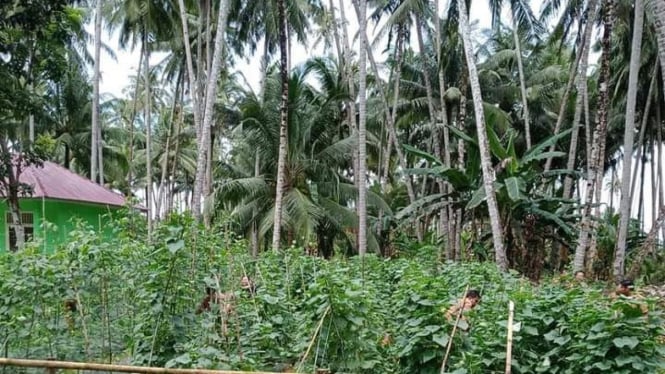 Pohon Kelapa Genjah Hijau di Nias Utara