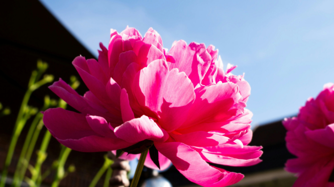 poeny flower