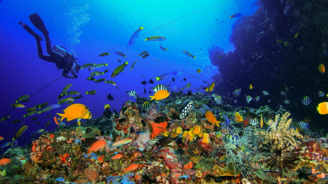 Bunaken