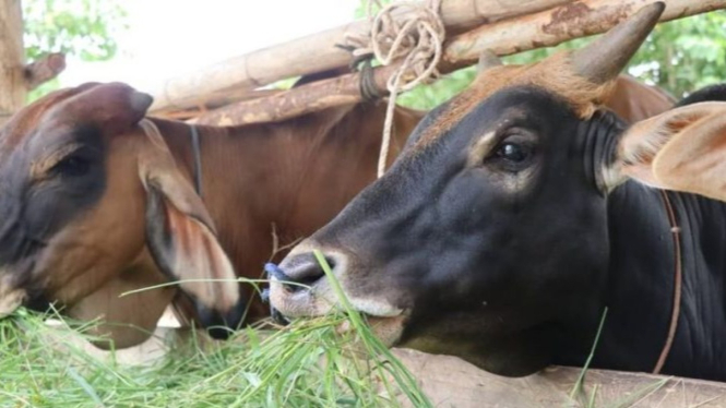 sapi