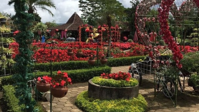 Kebun begonia lembang