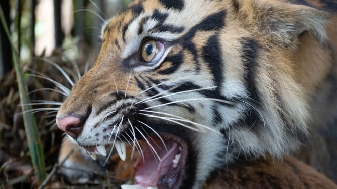 Harimau Sumatera