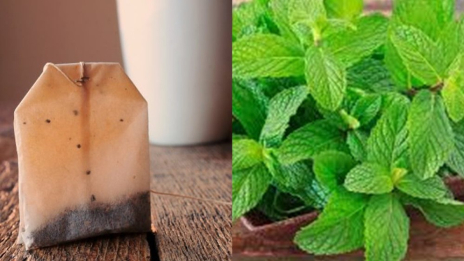Usir tikus dari rumah dengan bekas teh celup dan daun mint.
