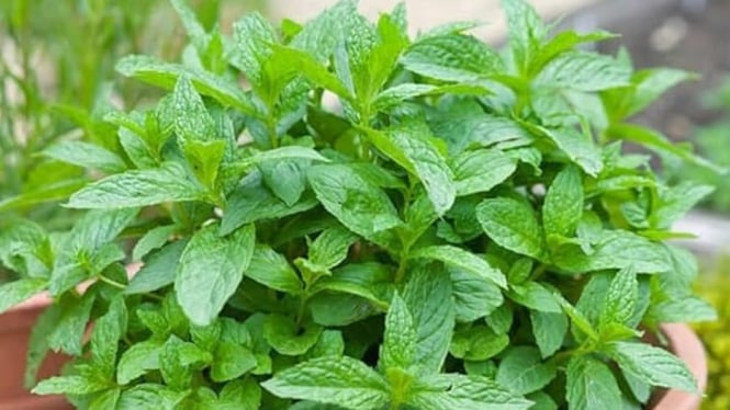 Peppermint