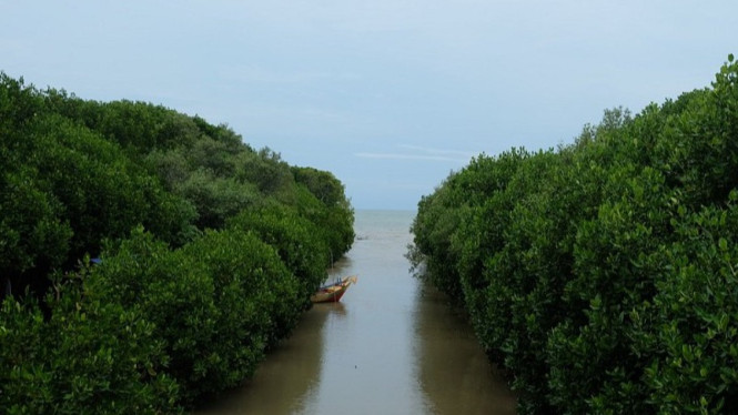 Hutan Mangrove Pandansari
