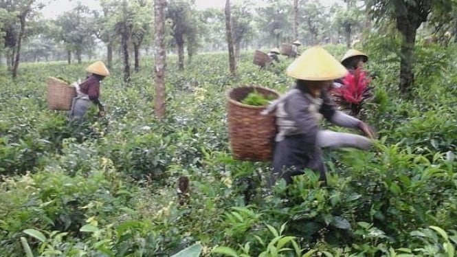 Kebun Teh Semugih